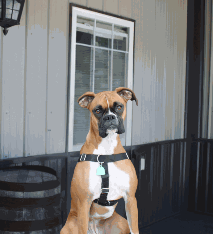 Phoenix, Office Manager and company mascot dog at Summertown Metals